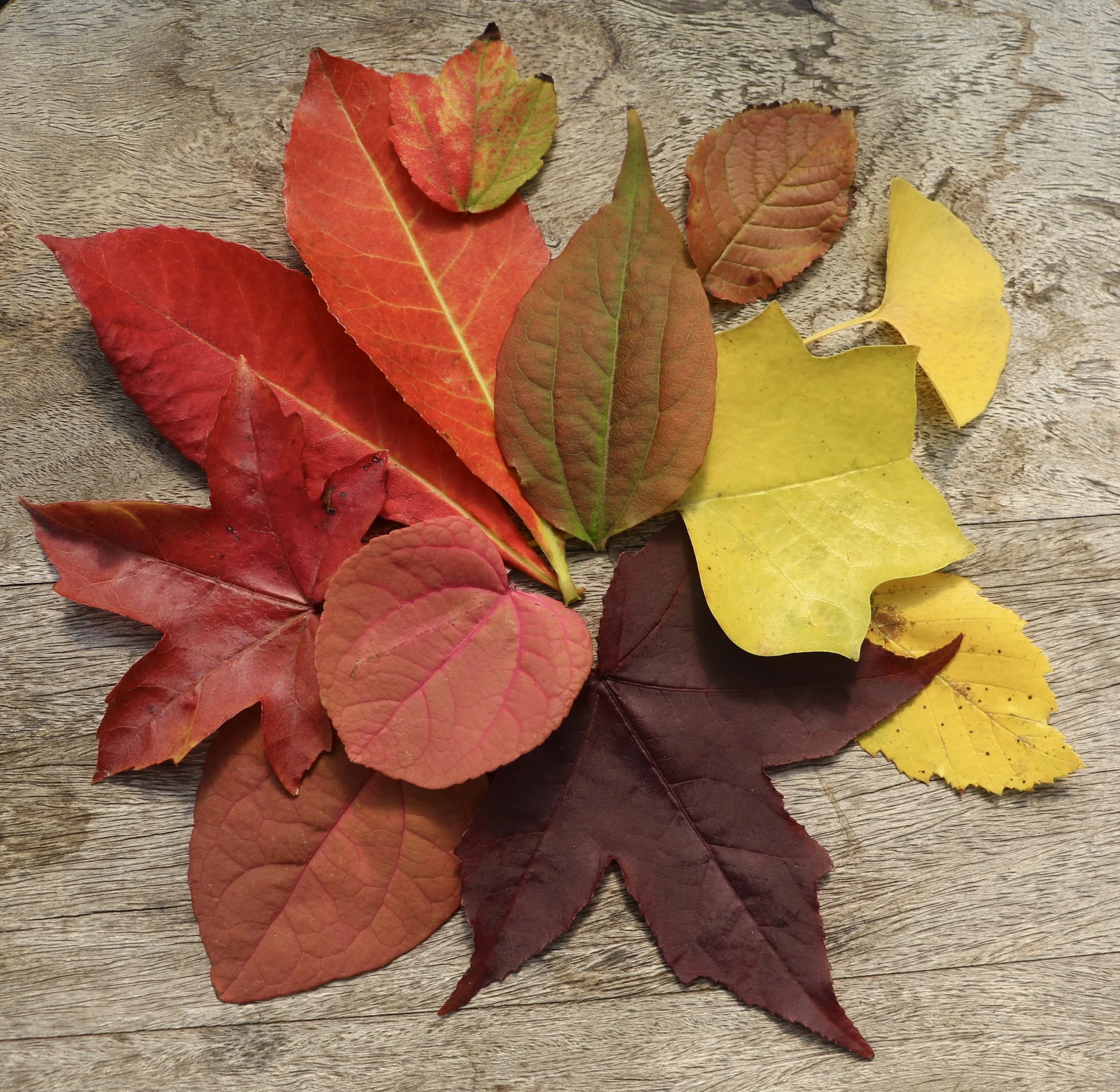 Seasonal Senescence — Newport Tree Conservancy